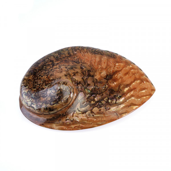 Abalone (Haliotes Midae)
