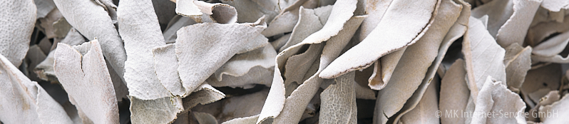 White Sage