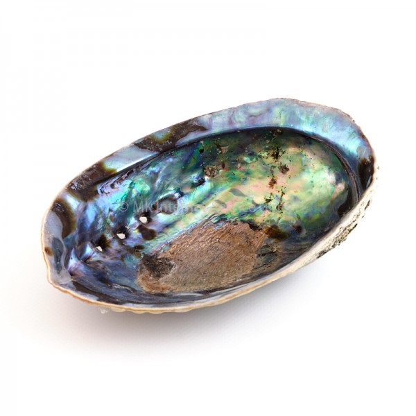 Regenbogen-Abalone Paua (Haliotis Iris)